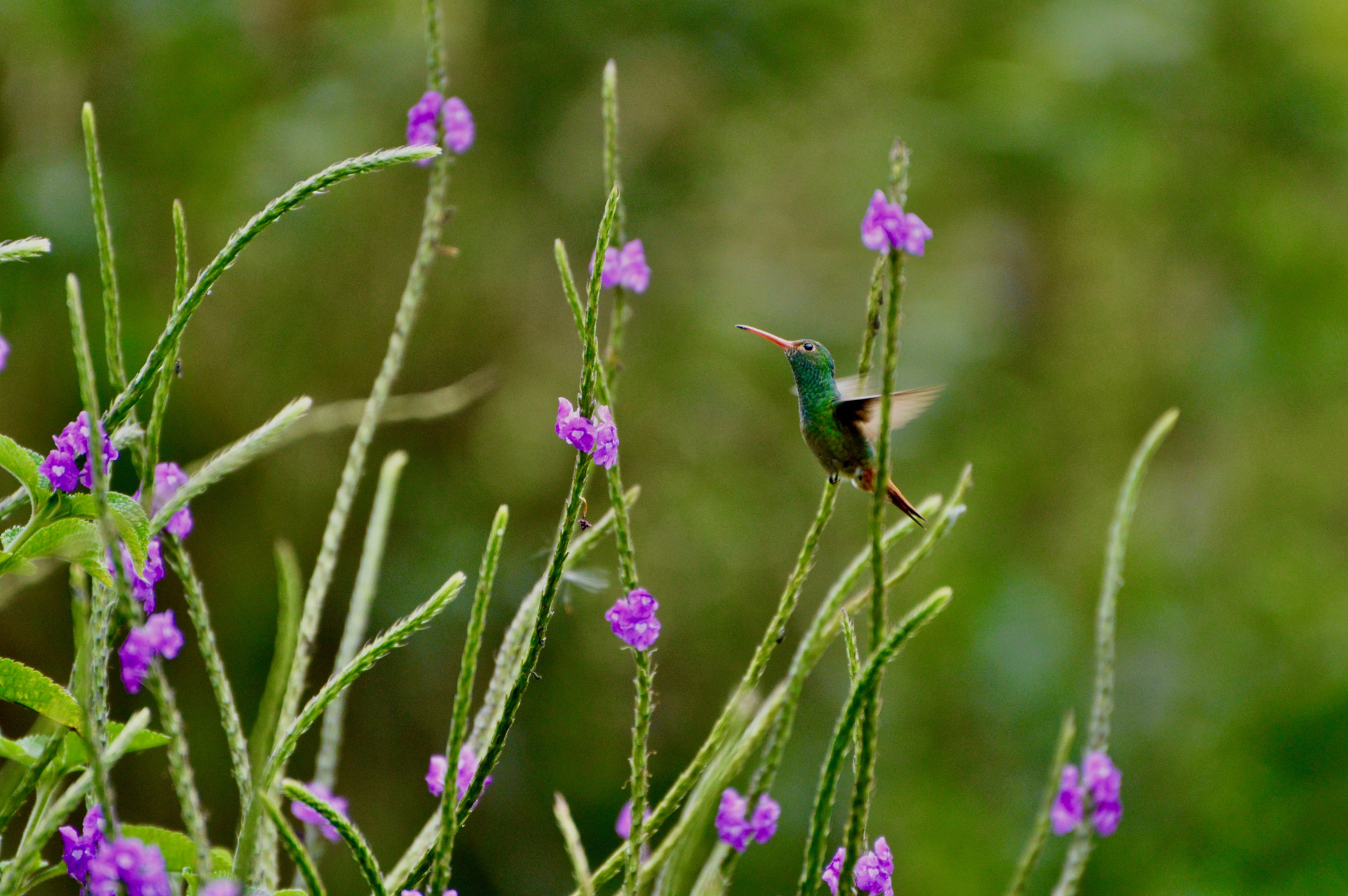 C Ile Baslayan Isim Sehir Hayvan Bitki Esya Meslek Unluler Ve Ulkeler