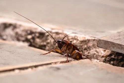 A cockroach resting on cracked concrete pavement, viewed from close up at ground level