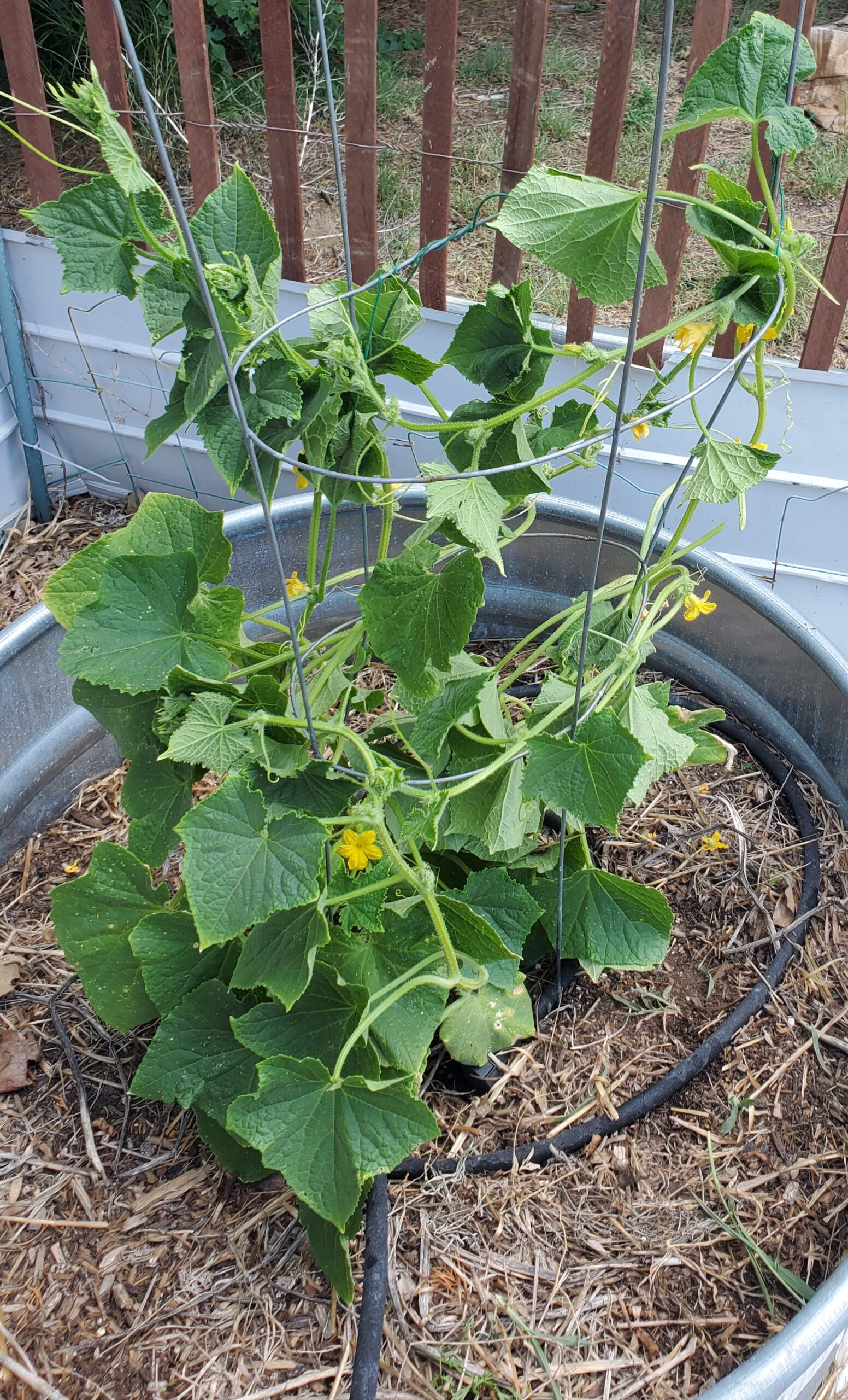 Cucumber vines growing on a cage in a round metal tub.