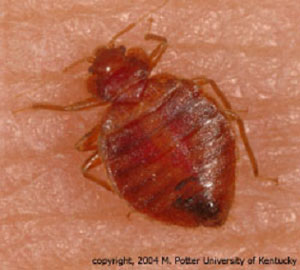 We'll take a thorough look and diagnose the issue. Bed Bugs Pest Library Economy Exterminators