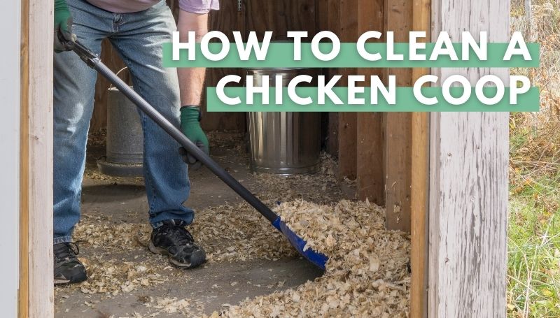 How to clean a chicken coop (step-by-step guide)