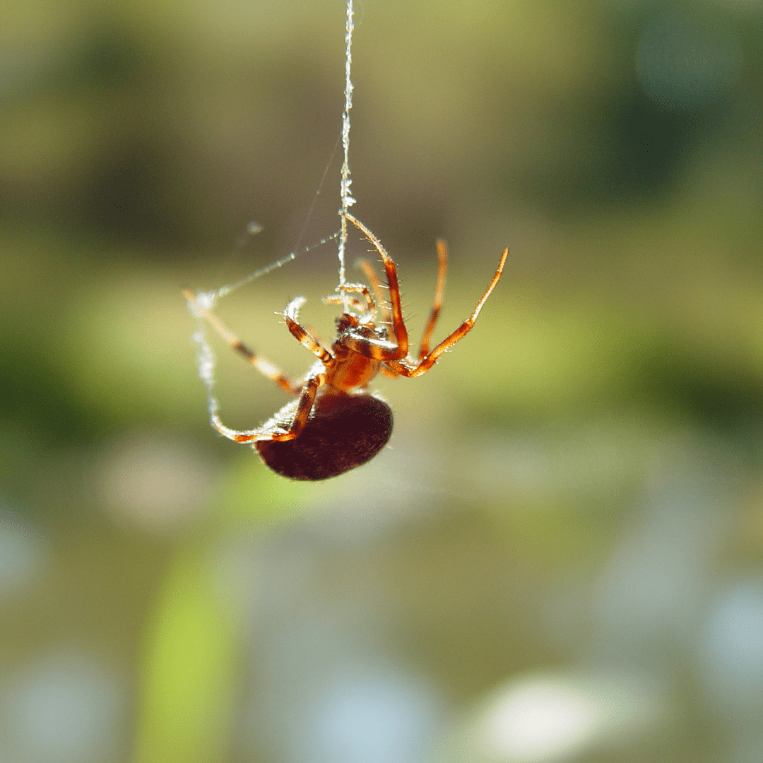 Ecoshield Pest Id Library - Artistic Desktop Minimal Illustrations | Free Download