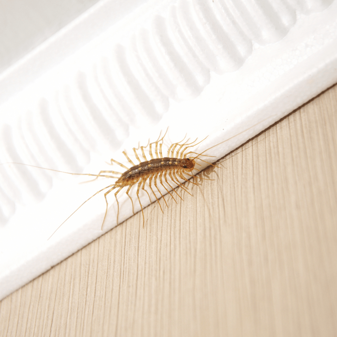 Ecoshield Pest Id Library - Best Colorful Pictures in Full HD