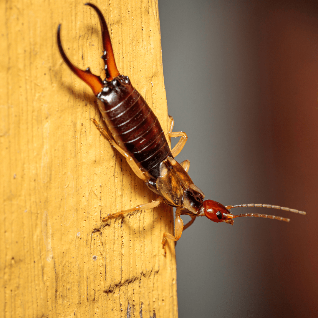 Ecoshield Pest Id Library - Download Artistic City Background | High Resolution