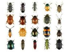 Hai la casa infestata da cimici pericolose e temi per la salute tue e dei. Entomofobia - EcuRed