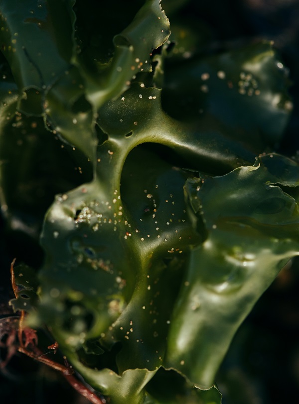 chlorella or algae close up