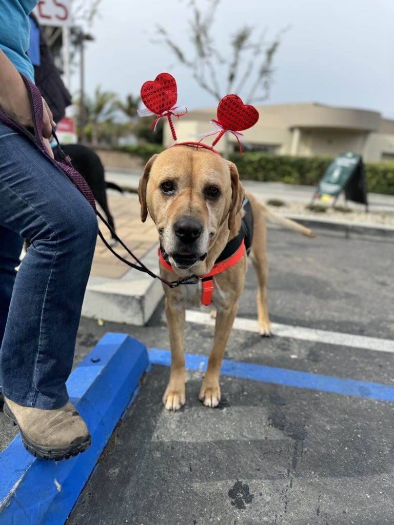 Santa barbara county animal services shelters at maximum capacity