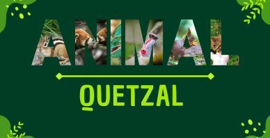 Quetzal | Facts, Diet, Habitat & Pictures