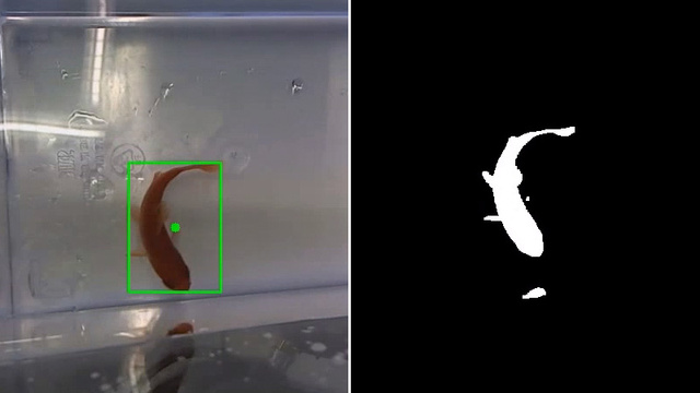 This fish is driving its own motorized aquarium – EEJournal