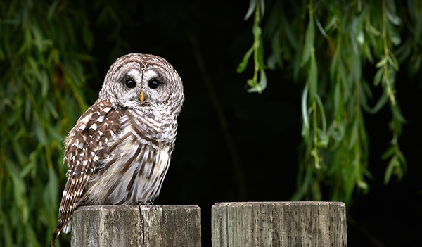 Everyone's talking about superb owls! The Barred Owl | EEK Wisconsin