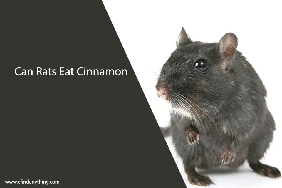 Can rats eat cinnamon? unveiling the truth about this spicy