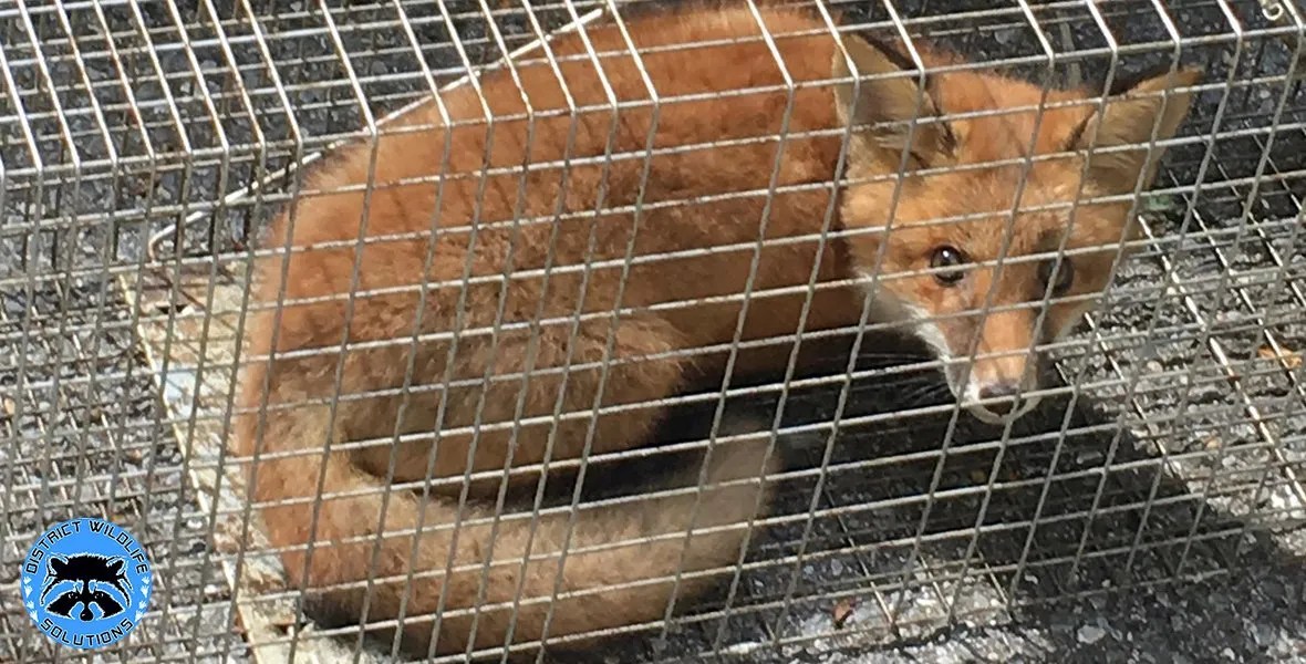 Fox Trapping Services