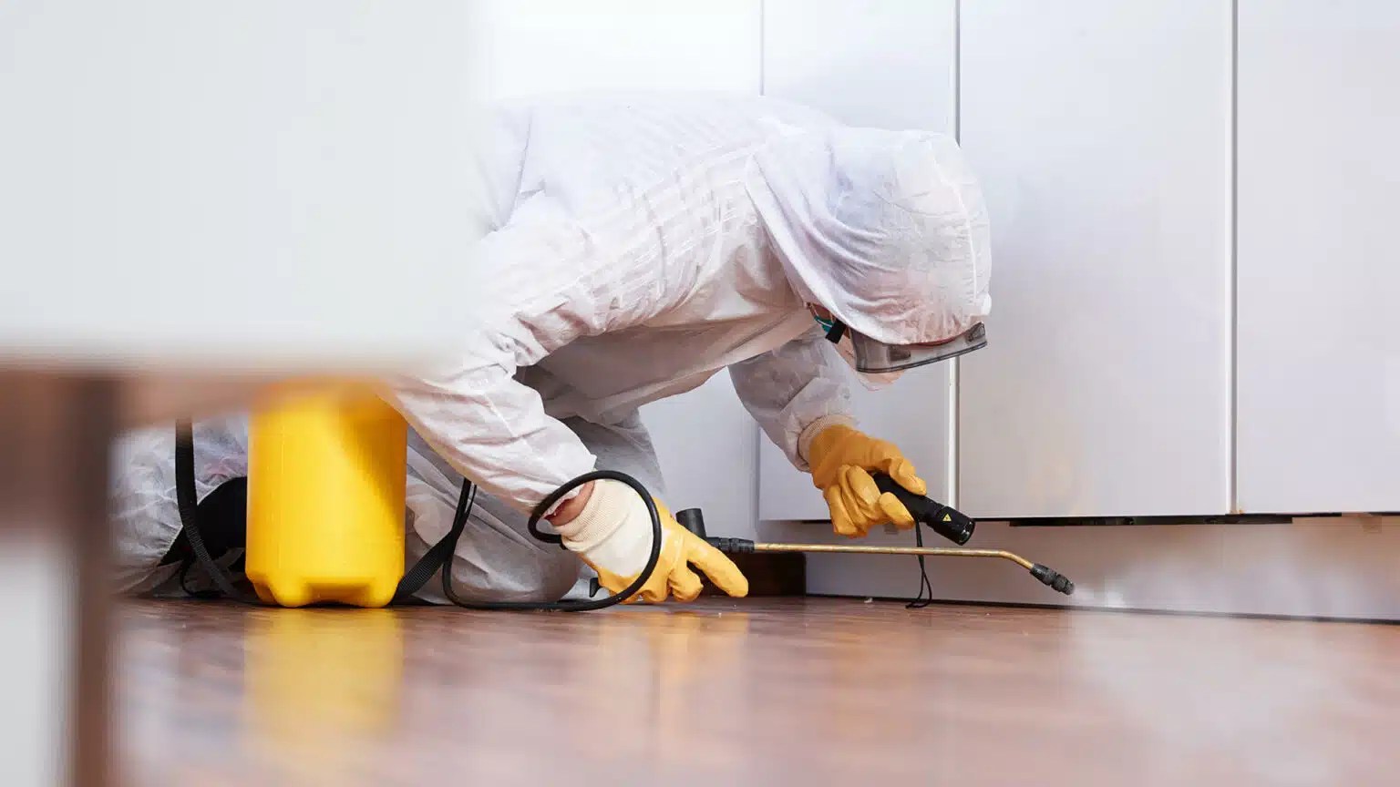 pest control ant