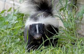 Skunk Removal Services