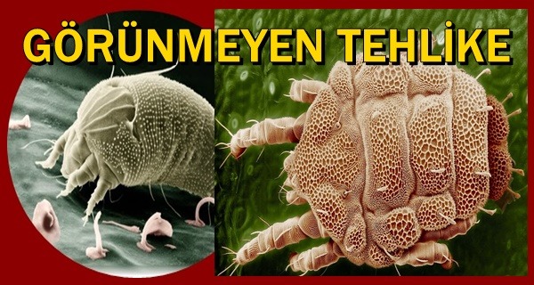 Mutfak Zararlisi Bocekler Saglik Yasam Apelasyon