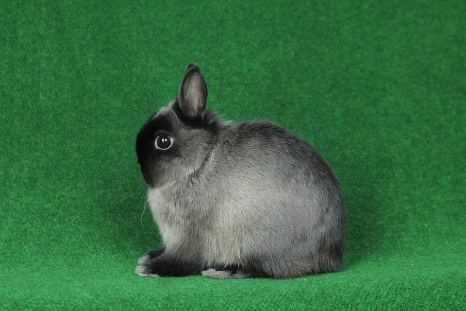 sable