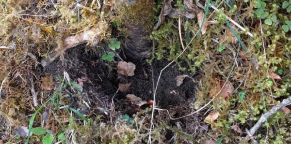 Robo de tres ejemplares de la orquídea zapatito de dama en Ordesa