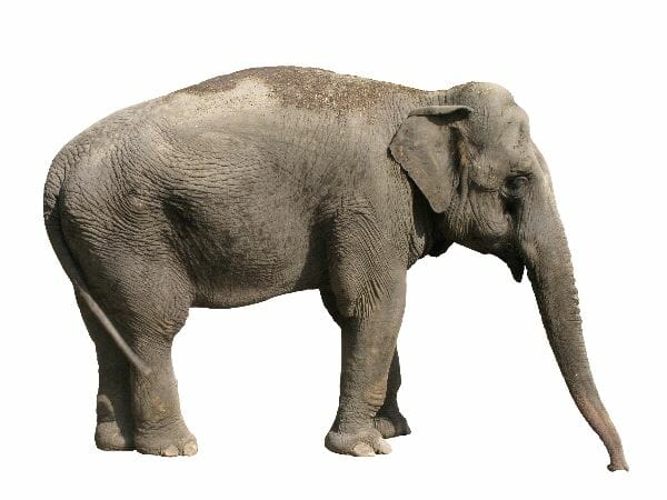 Identification of kept terrestrial animals (individually or in groups). Asian Elephant on White Background