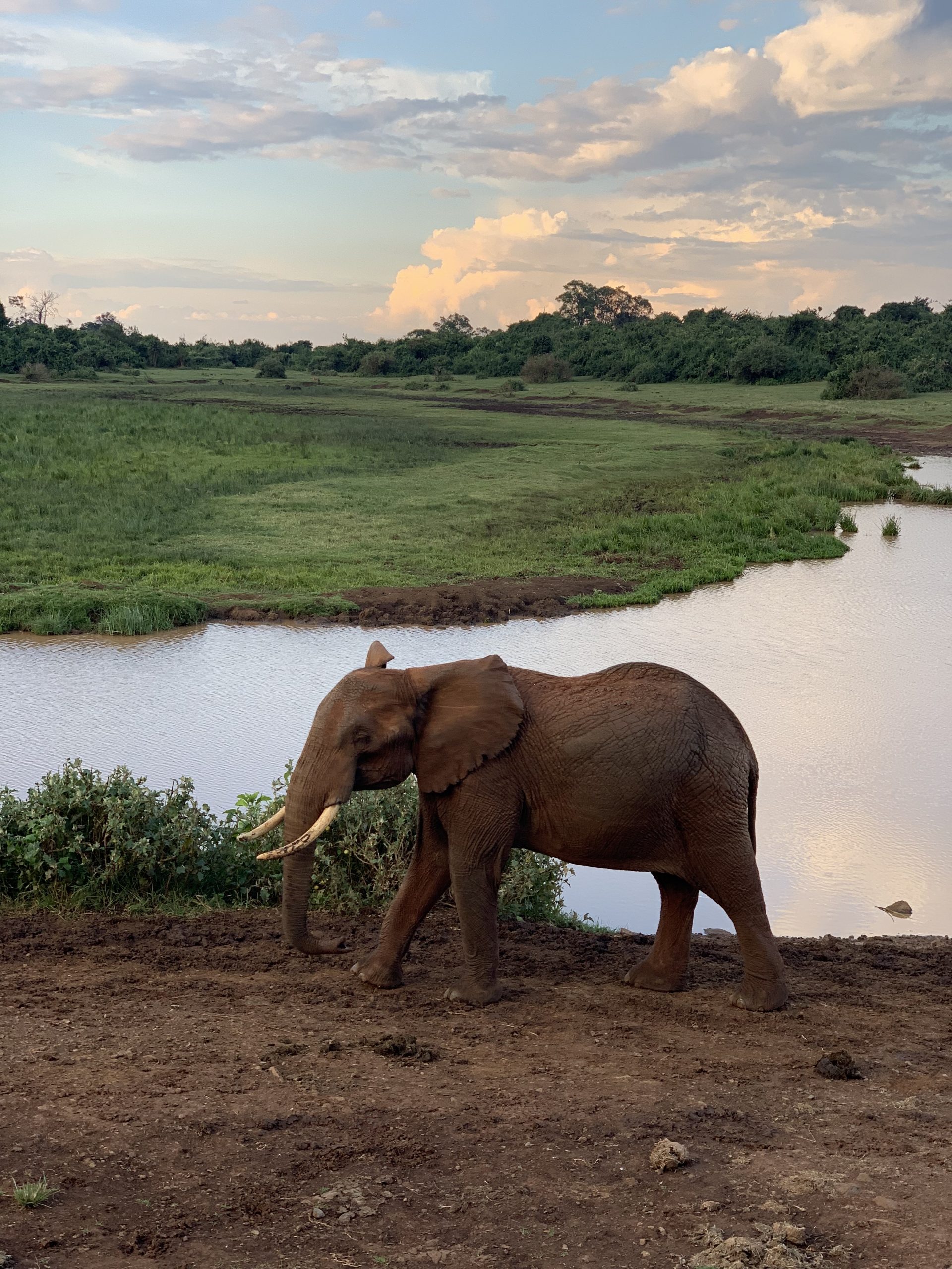 Elefante africano fotografiado en Kenia en 2019 durante un viaje por África