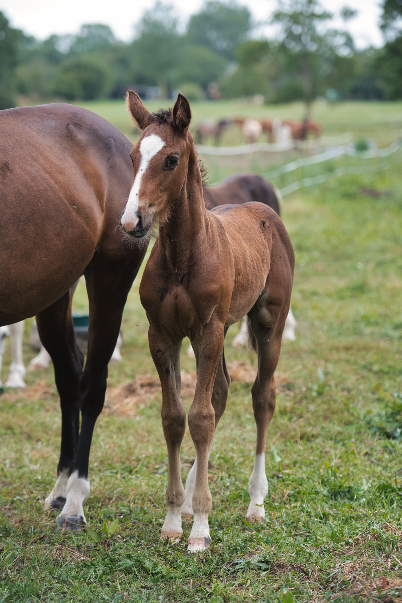 offswitch tinkerbell