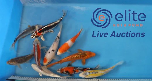Join Our Weekly Japanese Koi Auction Livestream 31st Of August