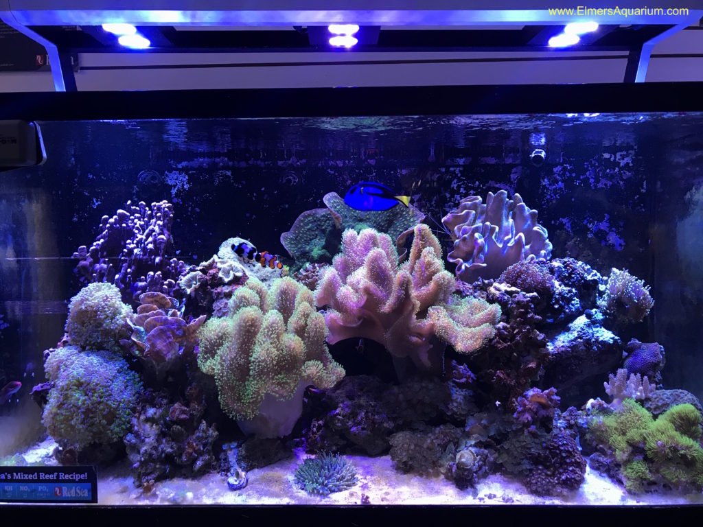 Saltwater Aquarium Aqua One Saltwater Aquariums The Tech Den Leave the freshwater to warm overnight and when its reached 25 Celsius introduce the dry marine salt until the refractometer reads a salt level of 1024 sg.