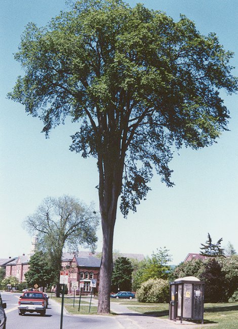 File Old American Elm Tree Near Horticultural Hall In Halifax Public Gardens August 2019 Jpg Wikimedia Commons