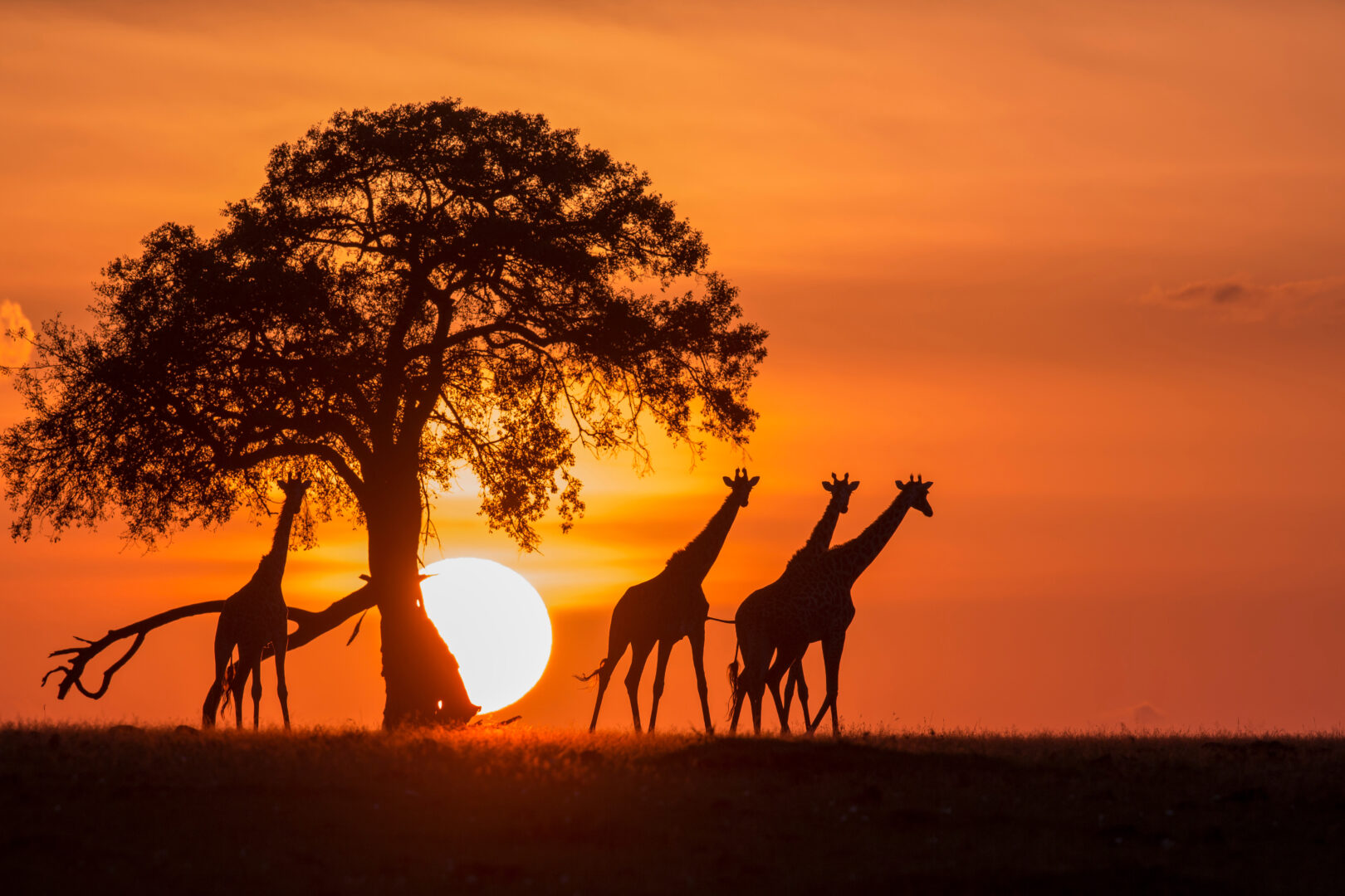 SAFARI AU KENYA
