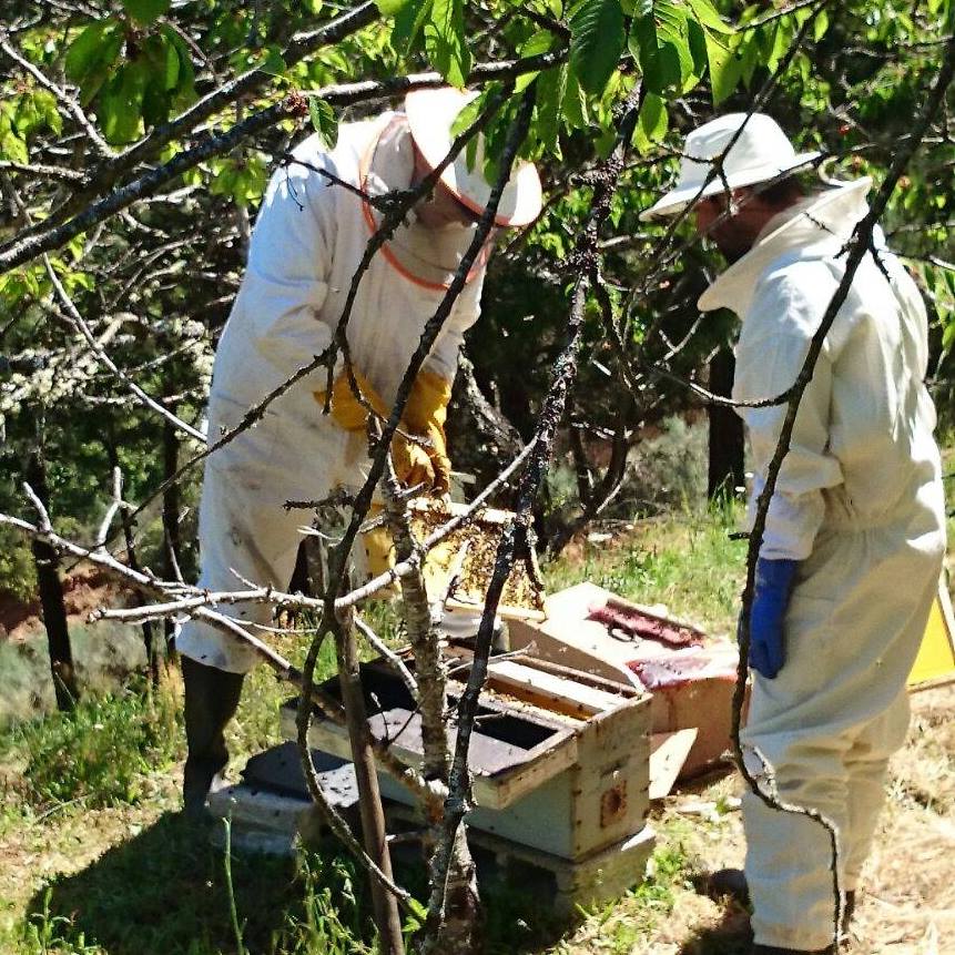 Apicultores trabajando