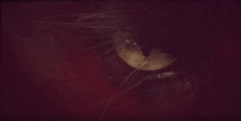 LOINCLOTH estrena video para “Bestial Infernal”