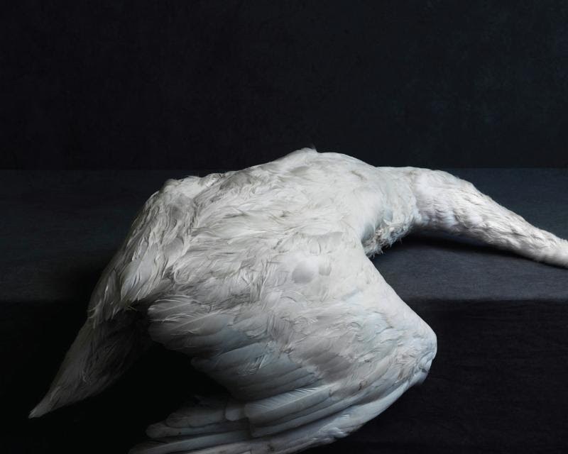 AMENRA nuevo adelanto “Plus Près De Toi (Closer To You)” en streaming