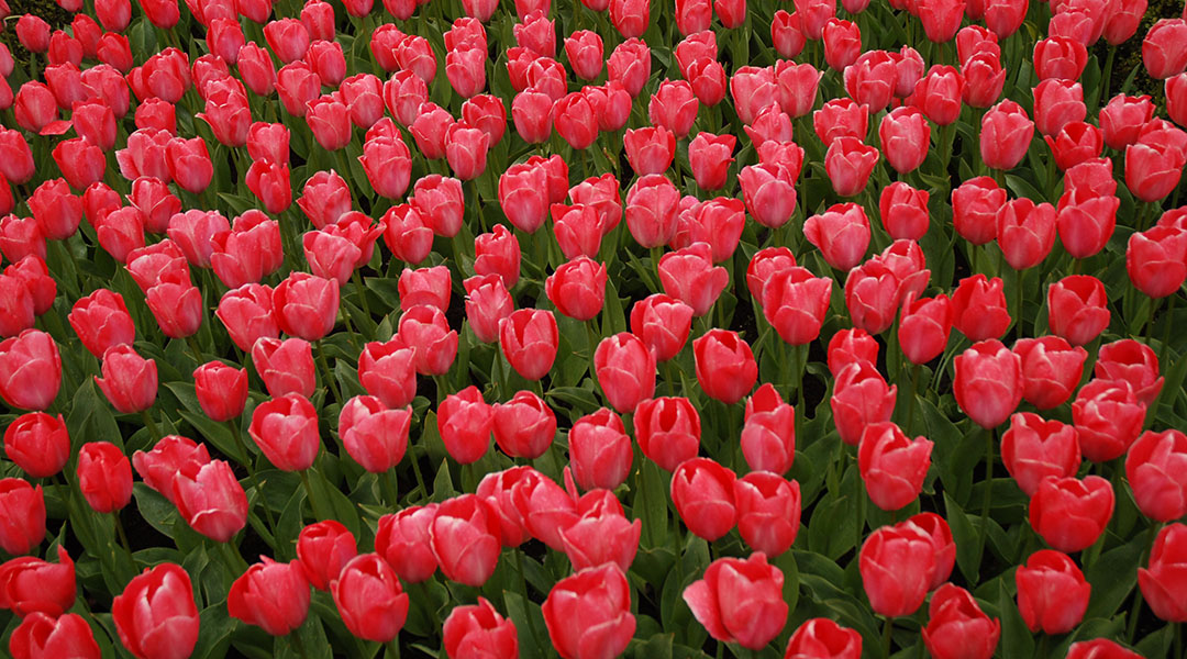 Toerist in eigen land Keukenhof Nederland