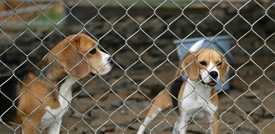 Empresa emergente de IA utiliza perros para detectar el cáncer