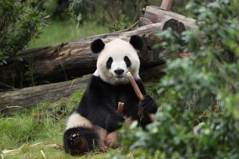 Pingping y Fushuang: los pandas como embajadores de amistad entre China y Estados Unidos