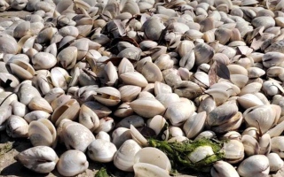 “Abu Dhabi Environment” liberates a violation of the gathering of oysters without a statement from a natural reserve