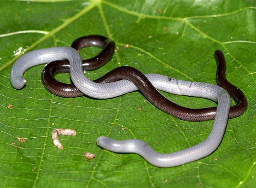 photo Flowerpot Snake For Sale qatar e nature flowerpot snake