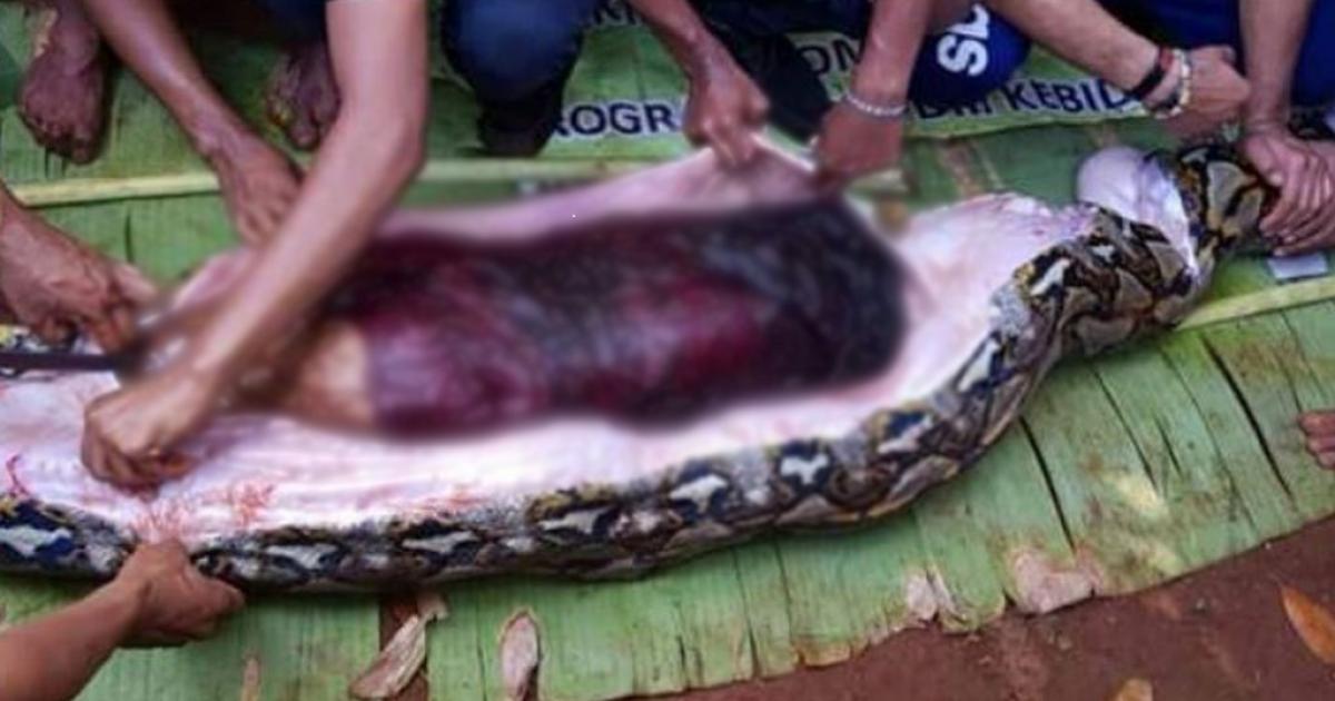 At times during the winter, snakes may congregate to brumate. Python swallows Indonesian woman whole | eNCA