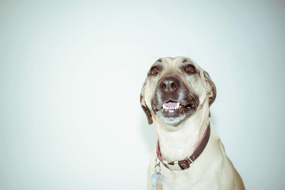 Mi Perro Se Queda Parado Sin Hacer Nada Problemas en el pene del perro: la parafimosis canina - El Encantador de  Perros