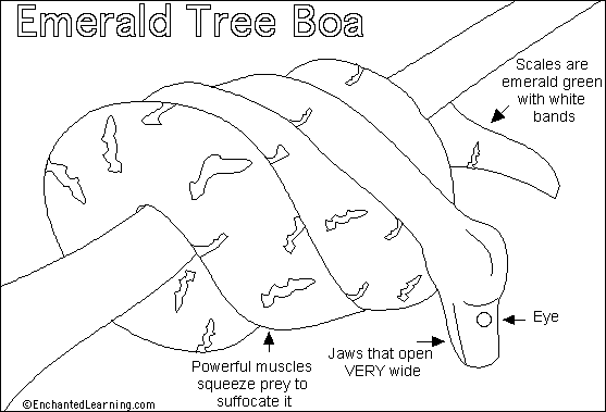 12 Different Green Tree Pythons Emerald Tree Boas Youtube