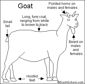 Parts of a goat worksheet