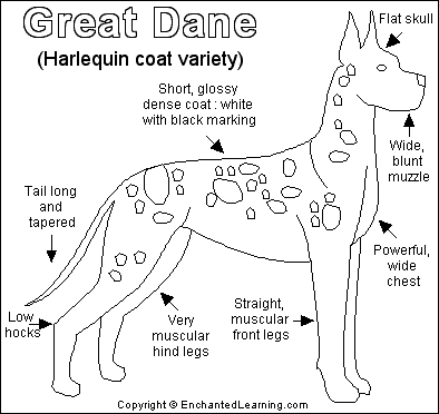 The easygoing great dane, the mighty apollo of dogs, is a total joy to live with, but owning a dog of such imposing size, weight, and strength is a commitment not to be entered into lightly. Great Dane Printout Enchantedlearning Com