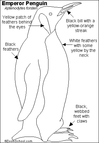 Contour feathers give the bird its . Emperor Penguin Printout- EnchantedLearning.com