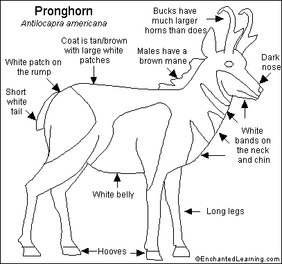 Antelope, any of numerous old world grazing and browsing hoofed mammals belonging to the family bovidae (order artiodactyla). Pronghorn Printout Enchantedlearning Com