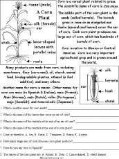 Leaf Read And Answer Worksheet Enchantedlearning Com - Download Stunning Dark Illustration | 8K