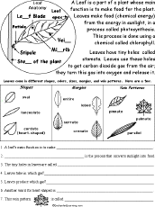 Leaf Structure And Function Read And Answer Worksheet Worksheets - Premium Abstract Pattern Gallery - Retina