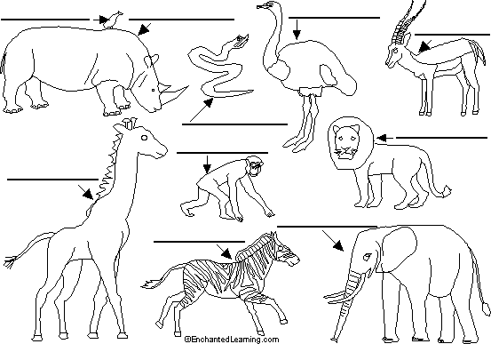 The springbok is the national animal of south africa. Label African Animals Enchantedlearning Com