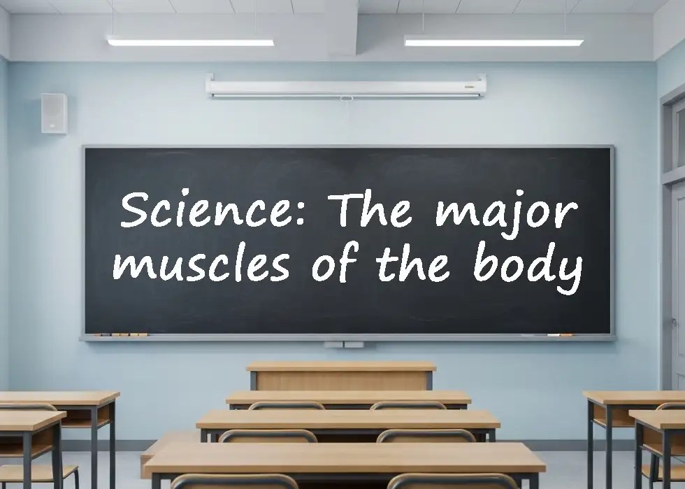 Science the major muscles of the body