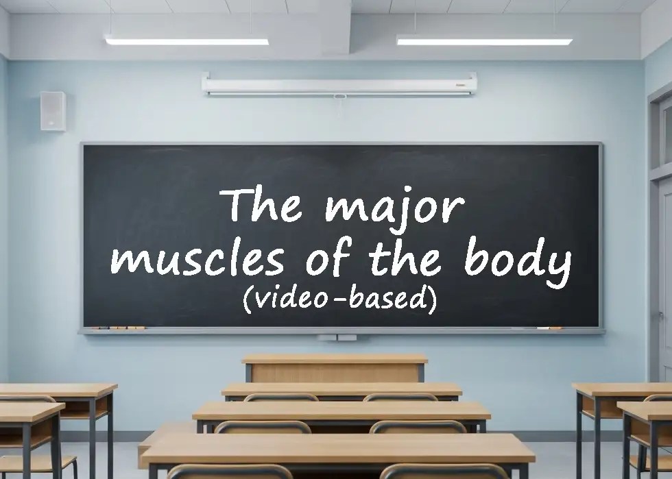 The major muscles of the body video based lesson