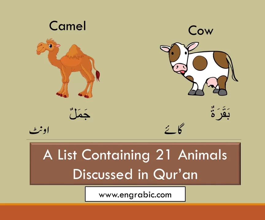 Have nicknames and defining traits, these groups dating back to the late 1800s. Animals In Quran 21 Animals Mentioned In Holy Qur An