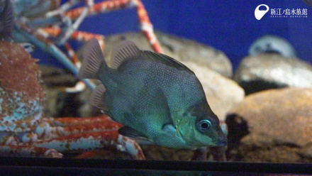 深海魚類英文深海魚 Mrsysy